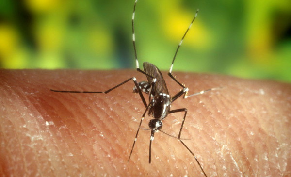 La OMS declara el virus del Zika una emergencia global