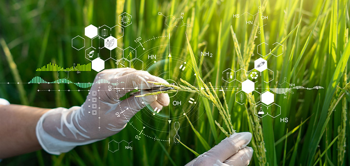 UNEATLANTICO propone un método para identificar y clasificar enfermedades de la hoja de arroz