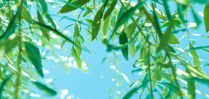 Colaboradores de UNEATLANTICO estudian los efectos fitoquímicos de las hojas de olivo y su impacto en la salud