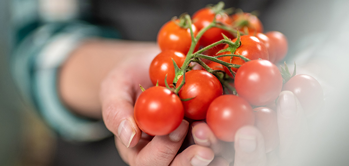 Un estudio de UNEATLANTICO sobre la prevención de hongos en el tomate cherri