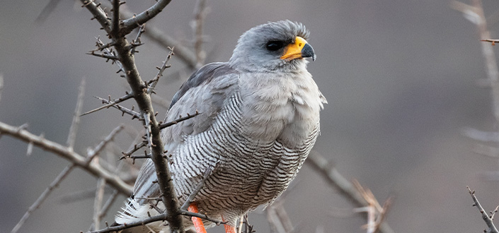 Investigador de UNEATLANTICO propone una nueva metodología de clasificación de especies de aves